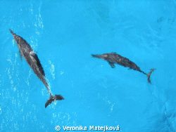 ..dolphins .. by Veronika Matějková 